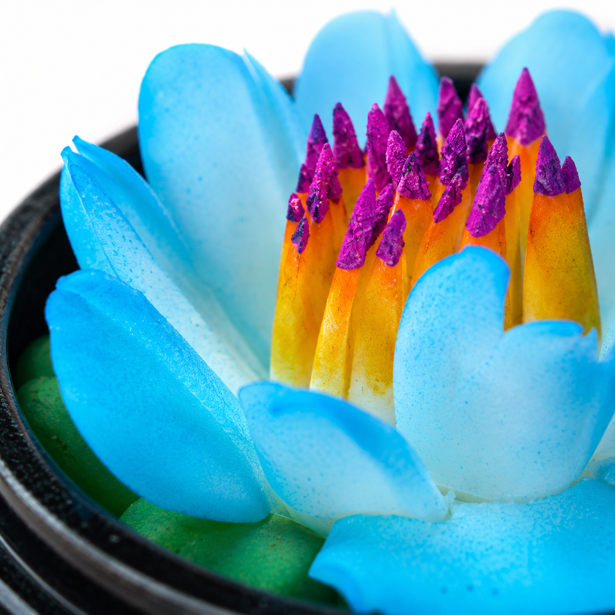 Lotus bleu