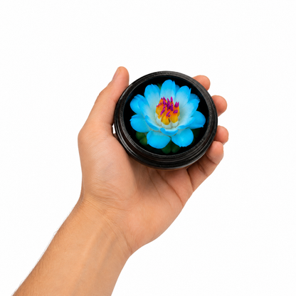 Lotus bleu